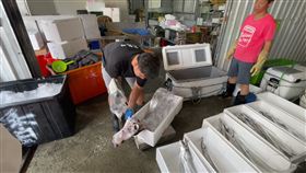 台東富岡漁港一艘漁船近日在大武外海作業時，捕獲一尾長約2.5公尺、重達12.6公斤的地震魚。陳姓船長指出，這陣子花東地震密集，捕獲地震魚的數量大增，上個月初到最近這幾天，至少已捕獲十多尾地震魚。