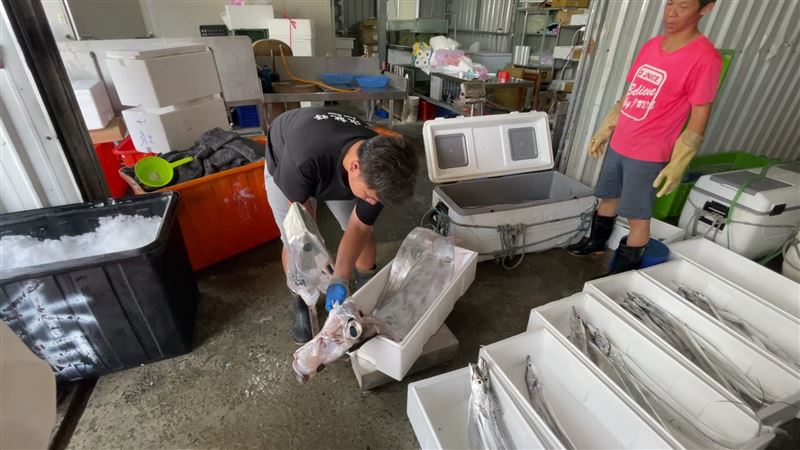 大地震前兆？花東連續捕獲10多尾地震魚