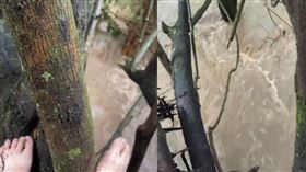 ▲去肯亞觀察動物遭遇水壩潰堤，台灣旅客爬樹避水成功獲救。（圖／翻攝自Threads）

