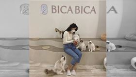 台中網紅貓咖涉虐店貓