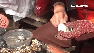 獨／蚵嫂變蚵嬤！本土牡蠣養殖人力危機