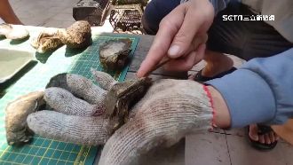 獨／迎戰困境！蚵農養「單體蚵」兩倍大