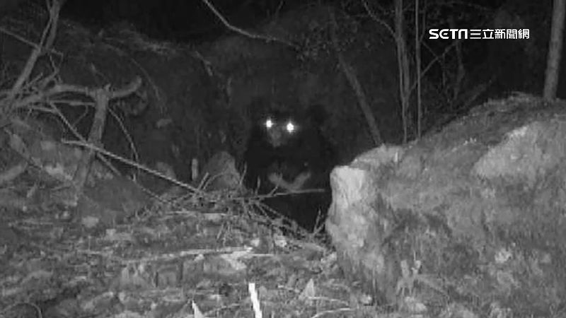 顏彬表示，遇野生動物攻擊，最好想辦法迅速撤離，若真有生命威脅，正當防衛其實仍於法有據，所以不要傻傻的真的隨牠們攻擊。（示意圖／資料照）