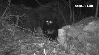 遇台灣黑熊、獼猴攻擊怎辦？老師給2正解