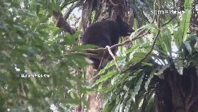 黑熊樹上.窩1800