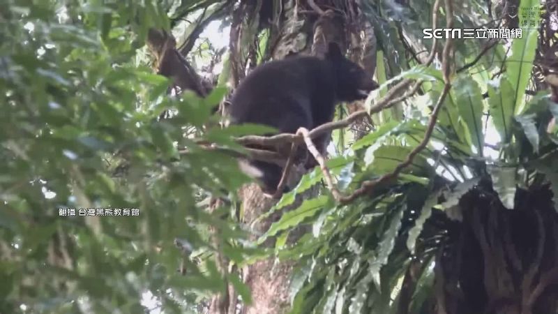 一棵樹上築4熊窩　台灣黑熊「白V」搶眼