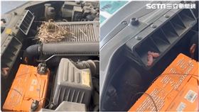 休旅車引擎室變動物產房，不但被鳥築巢，還有幼鼠寶寶。（圖／苗栗監理站提供）