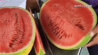 強震過後雪上加霜　花蓮西瓜農遭盤商剝削