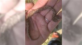 機率10萬分之1！男露營驚見「雙頭幼毒蛇」　身價不凡這原因無法買賣