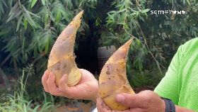 A綠筍貴缺.貨1800