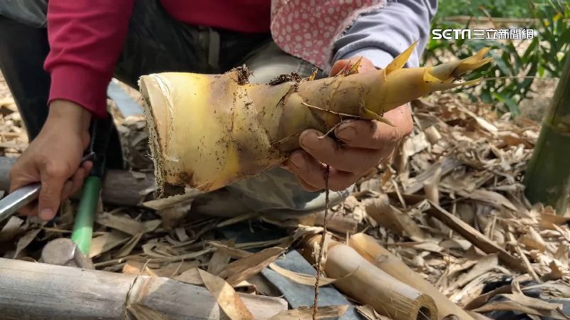 煮竹筍湯「加1物」秒去苦味　鮮嫩又爽脆