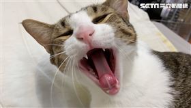 寵物,獸醫,品種貓,疾病,高雄