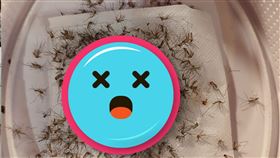 他靠「2法寶」滅絕蚊蟲！2週成果曝光　網驚：9代團聚了（圖／翻攝自爆廢公社）