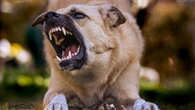 猛犬，攻擊(圖／PIXABAY)