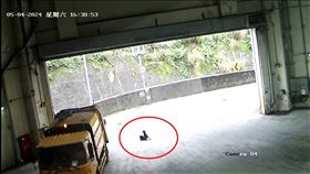 ▲基隆焚化爐大門外，一隻小黑狗原本在馬路上曬太陽休息，被進場的垃圾車活活輾過，引爆網路眾怒。（圖／翻攝畫面）