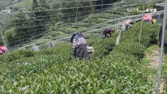 獨／震破3水塔毀春茶！上百甲茶園損失慘