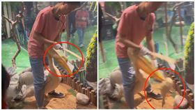 鴨子,鵜鶘,動物園,同事（圖／翻攝自微博）