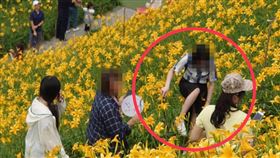 彰化金針花海盛開！遊客為拍美照竟踩花朵