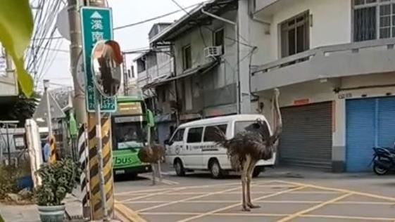 2隻「鴕鳥」逛大街擋車！警傻眼：怎麼抓