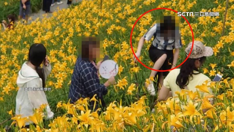 8萬株金針花海慘遭踐踏折斷　園主怒發聲