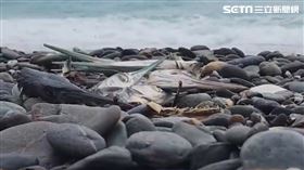 大量水針被砍頭畫面曝！亂丟花蓮七星潭「蒼蠅滿天飛」　環保局回應了（圖／記者呂彥攝影）