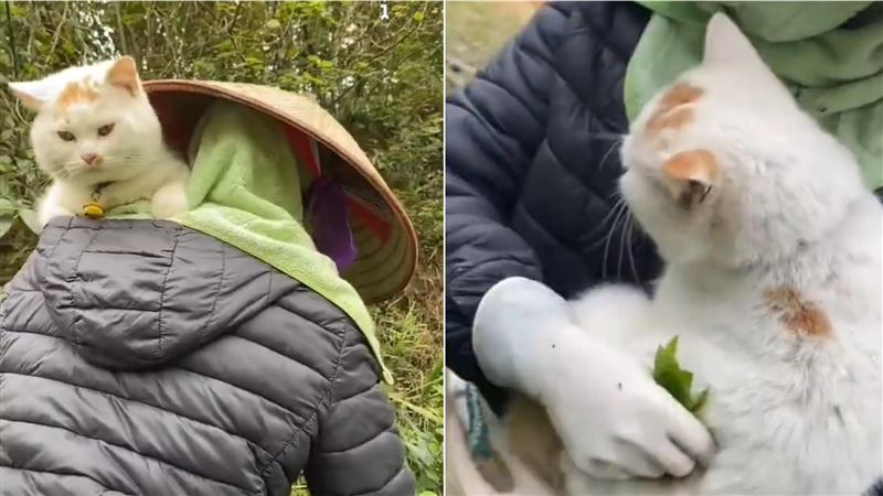 把貓寵上天!奶奶態度大翻轉、採茶也抱牠
