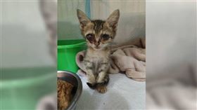 ▲精忠街民宅內暗藏繁殖場，更因環境糟糕導致貓咪健康狀況惡劣，還有小貓眼睛嚴重感染，被救出隔日就不幸病逝。（圖／讀者提供）