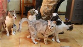 顏姓愛媽先後從精忠街民宅救出46隻貓咪，牠們經歷過惡劣環境，但個性仍親人可愛，如今正期待重新開始幸福貓生。（圖／記者劉耿豪攝）