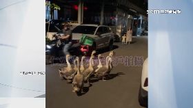 鵝群逛大街0800