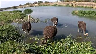 2鴕鳥逛大街嚇人「哪來的」？飼主出面了