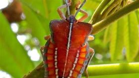 林金富表示，荔枝椿象屬於外來害蟲，食用安全性未經確認。（圖／翻攝自農業部農業試驗所官網）