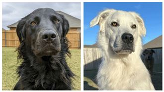 不只有人會一夜白髮！國外實例：狗狗也會