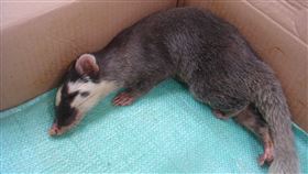 花蓮學校發現受傷鼬獾  驗出狂犬病花蓮縣中區一所學校近日通報校內發現受傷鼬獾，經採樣送驗後，檢出狂犬病陽性。圖為2012年10月11日拍攝。（花蓮縣政府提供）中央社記者李先鳳傳真  113年1月9日