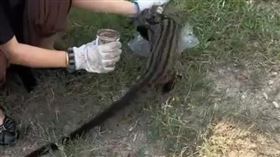 在中國海南省三亞市市區，有民眾拍下一隻長尾貓趴在地上抽搐。（圖／翻攝自新浪網）