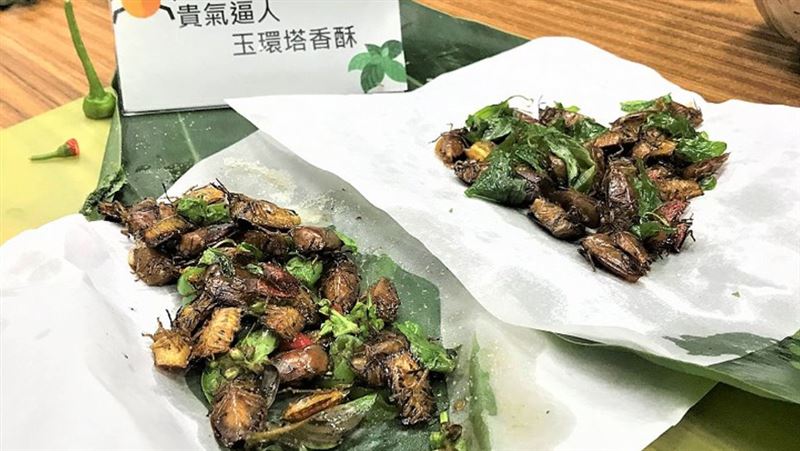 荔枝椿象炸來吃？恐罰2億　林業署揭真相