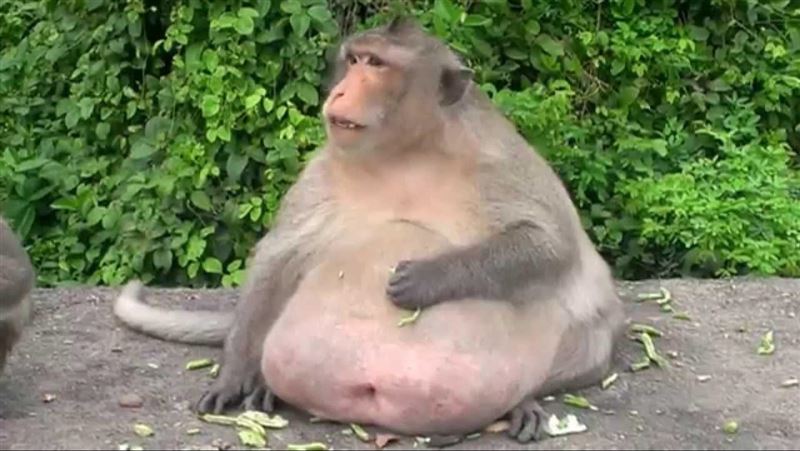 遊客一直餵！暴肥獼猴「哥吉拉」胖到慘死