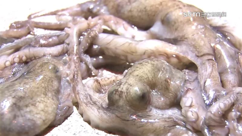 澎湖花火節少一味　禁捕期後小章魚未現蹤