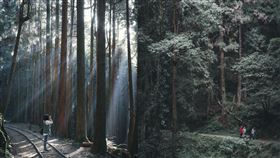 ▲嘉義阿里山特富野古道  （圖／jiunming_wu, Instagram)