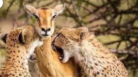 台灣事實查核中心指出，其實這張照片是攝影師Alison Buttigieg的作品，她2013年9月在肯亞拍下這張照片。（圖／翻攝自台灣事實查核中心粉專）
