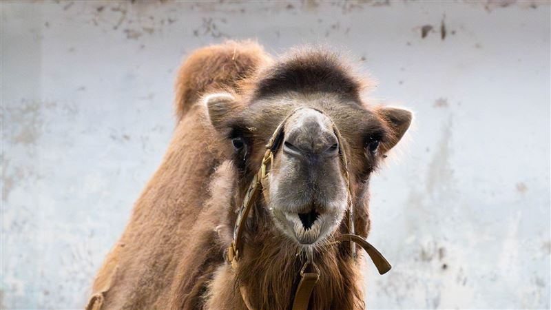 1器官壞慘了　動物園駱駝「煙雨」食慾差