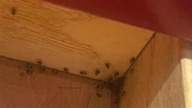 麻辣鍋,蟑螂,停業,抽屜,百貨(爆料公社)