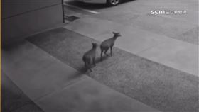 宜蘭礁溪山羌逛大街　目擊民眾直呼「好驚奇」