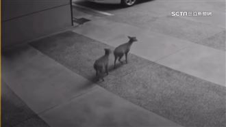 宜蘭礁溪山羌逛大街　目擊民眾直呼好驚奇