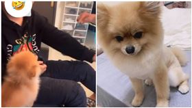 「糯米」竟是岳母的狗　男殺3人後只帶牠逃亡（圖／翻攝自陳女IG）