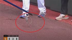 ▲桃園球場12日局間有「蛇」出沒，工作人員合力抓走蛇蛇危機。（圖／翻攝自CPBL YT）