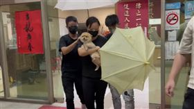 三重狠女婿帶牠狂逃！大女兒「領走愛犬糯米」最新畫面曝　全程不發一語。（圖／翻攝畫面）