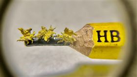 陳逢顯毫芒雕刻博物館發表新作陳逢顯毫芒雕刻博物館6日展示黃金雕刻蝴蝶系列新作，其中1組作品是3隻黃金蝴蝶站在鉛筆芯上，細膩呈現擺動翅膀姿態，必須以放大鏡觀賞。（陳逢顯提供）中央社記者黃旭昇新北市傳真  113年5月6日