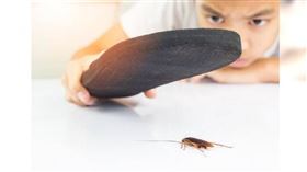 到底能不能用拖鞋打蟑螂？專家意見其實並不相同，但共同點就是要徹底消毒蟑螂接觸的物品與地面。（圖／翻攝自搜狐網）