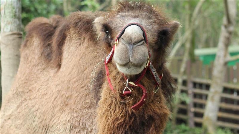 雙峰駱駝煙雨離世　保育員淚謝陪伴時光