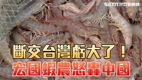 斷交台灣虧大了！中國報價「太欺負人」　宏國蝦農氣炸：零關稅也不賣